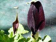 Arum orientale & Arum palaestinium